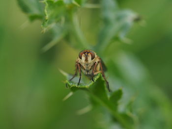 Close-up of insect on leaf