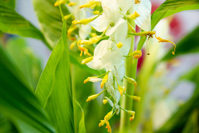 Close-up of white flowering plant