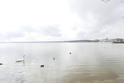 Swans swimming in sea against sky