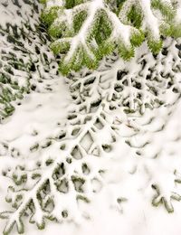 High angle view of trees during winter