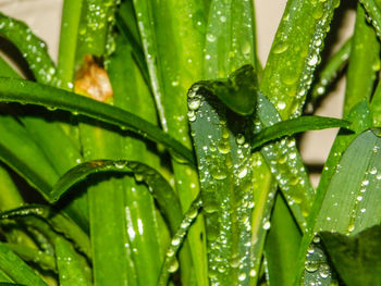 Close-up of wet plant leaves during rainy season