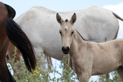 Portrait of foal with horses standing on field