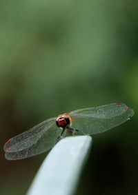 Close-up of insect on leaf