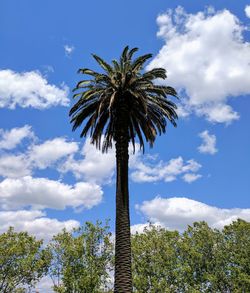 Low angle view of palm tree against blue sky