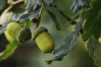 Close-up of fruit growing on tree