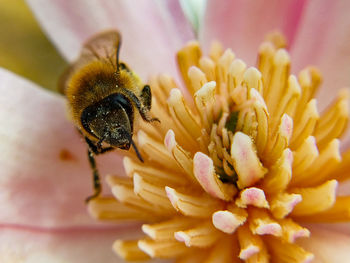 Close-up of bee pollinating on flower