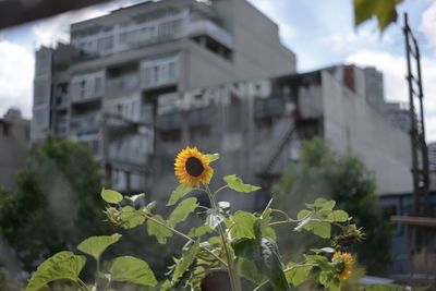 Yellow flowering plant against building