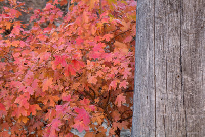 Close-up of autumnal leaves on tree