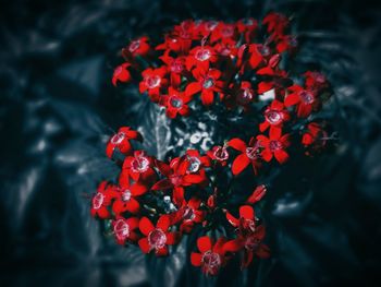 Close-up of red flowers