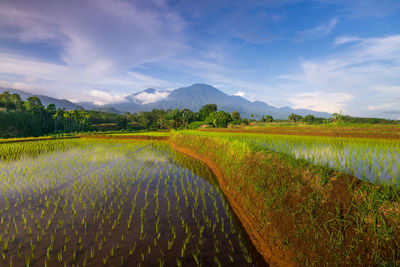 Scenic view of agricultural field against sky