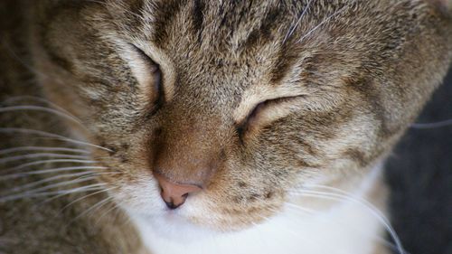 Close-up of cat