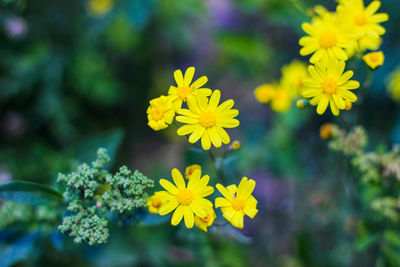 Close-up of yellow flowering plant in park