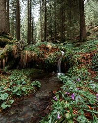 Trees in forest