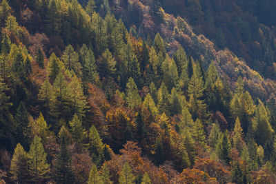 High angle view of pine trees in forest during autumn