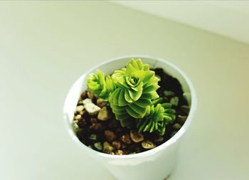 High angle view of potted plants in bowl