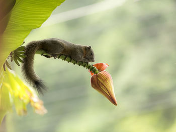 Close-up of butterfly pollinating on flower