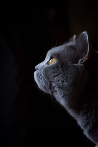 Chartreux cat against black background