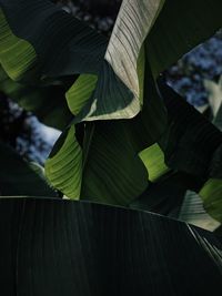 Low angle view of leaves on tree
