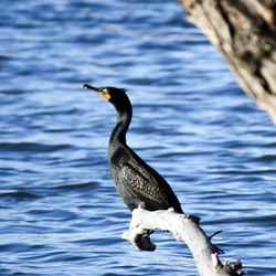 Bird flying over lake