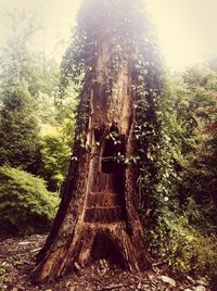 Woman standing on tree trunk