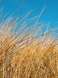 Close-up of stalks in field against blue sky