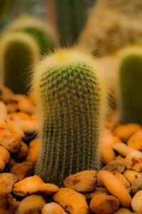 Close-up of cactus growing on pebbles