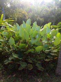 Plants growing in sunlight