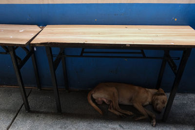 Dog relaxing on floor