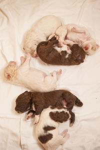 Directly above shot of lagotto romagnolo puppies sleeping on bed