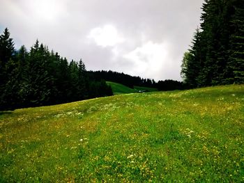 Scenic view of grassy field against sky