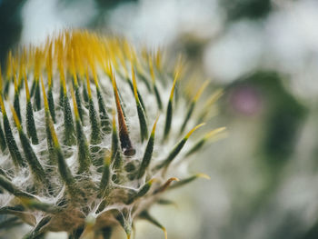 Close-up of white flowering plant