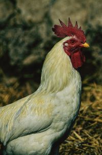 Close-up of rooster