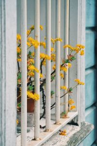 Close-up of yellow flowering plants by fence