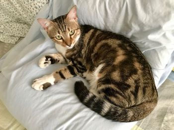 High angle view of cat resting on bed