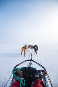 A beautiful husky dog team pulling a sled in beautiful norway morning scenery. 