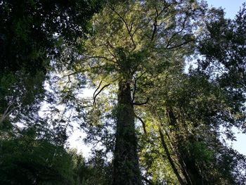 Low angle view of trees against sky