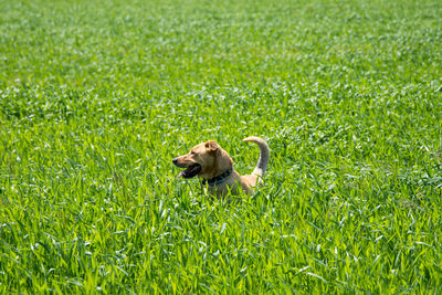 Dog on field