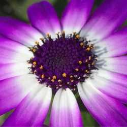 Close-up of purple flower