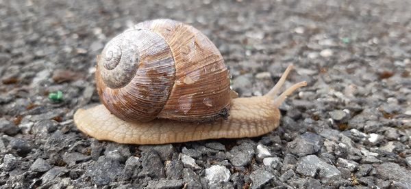 Close-up of snail on rock