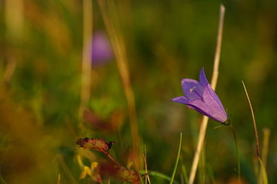 Close-up of purple flowering plant on field