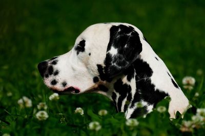 Close-up of a dog looking away