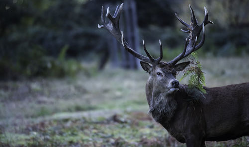 Deer in a forest