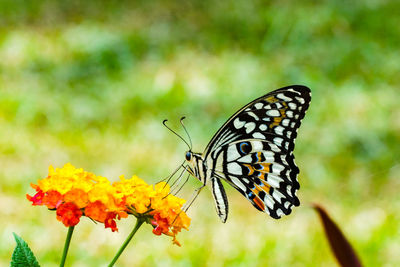 Close-up of butterfly pollinating on flower