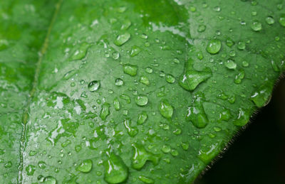 Close-up of wet leaves on rainy day