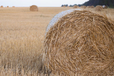 Hay bales on field