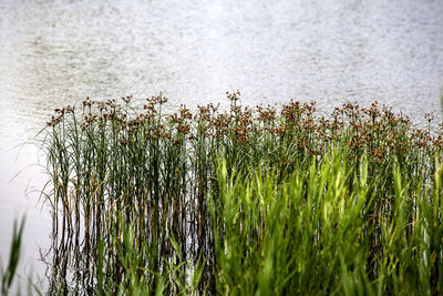 High angle view of grass growing in lake