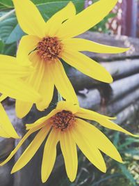 Close-up of yellow flower