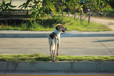 Dog looking away on road