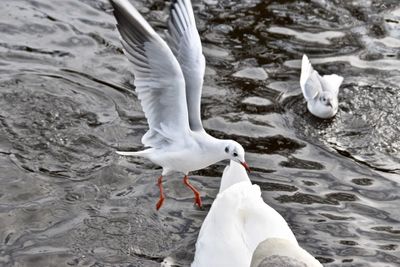 White swans