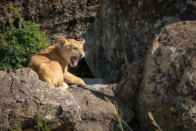 Lion cub sits in rocks calling mother